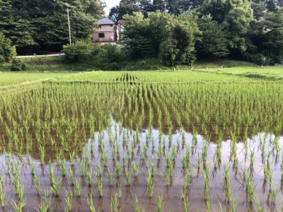 お米作り体験　～田植え編～