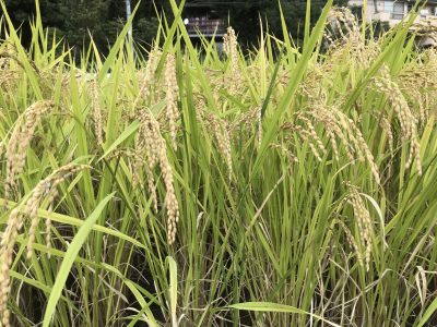 お米作り体験　～稲刈り編～