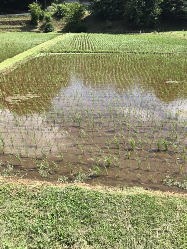 お米作り体験　～田植え編～