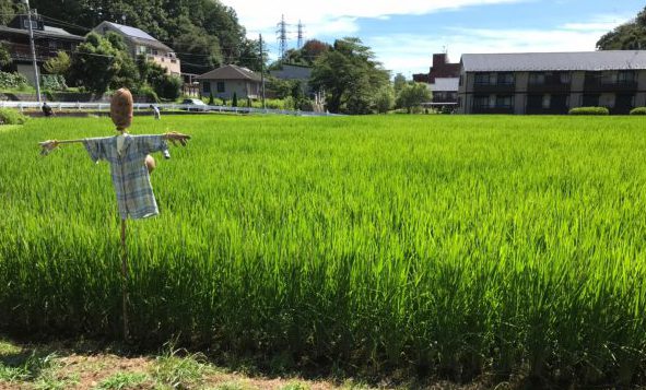 お米作り体験　～お米の花観察会＆野菜収穫体験～